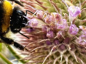 IMG_2346 IMG_2346